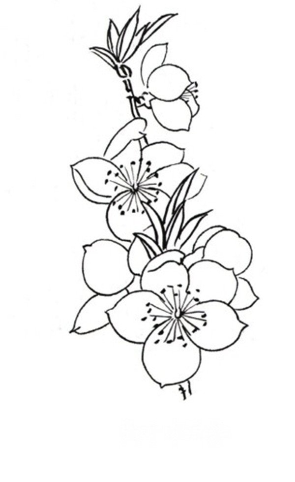 白描桃花局部七花朵组合白描桃花局部六花朵组合的形态白描桃花局部五